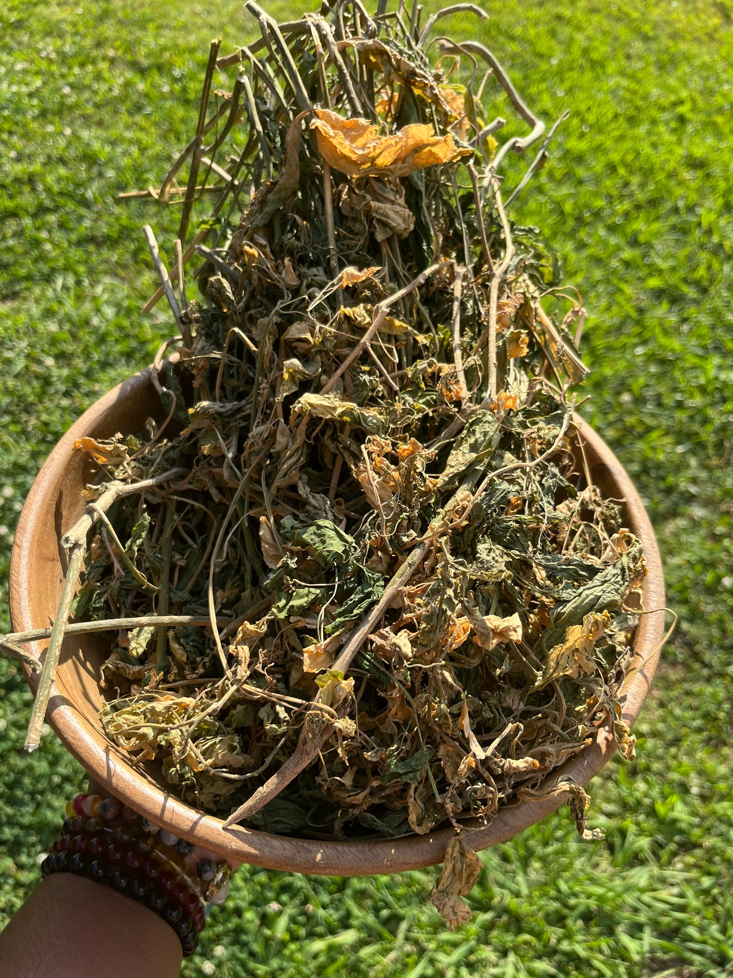 JAMAICAN DOG BLOOD Rivina Humilis FERTILITY HERB