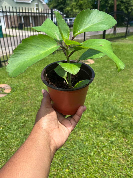 Texas Home Grown Leaf of Life Plant
