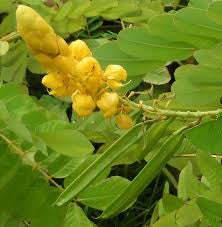 King of the Forest Cassia Alata Plant