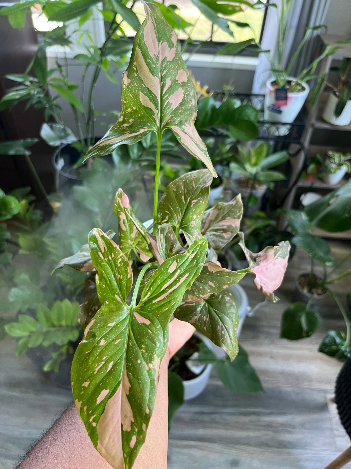 Syngonium pink splash 4” pot