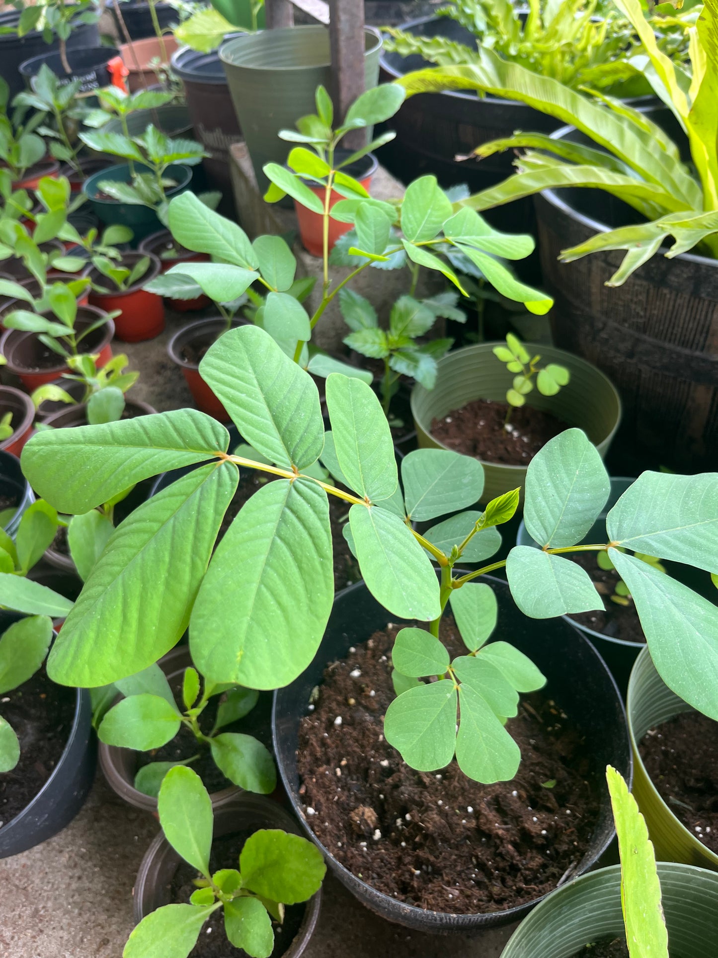 King of the Forest Cassia Alata Plant