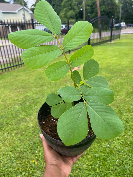 King of the Forest Cassia Alata Plant