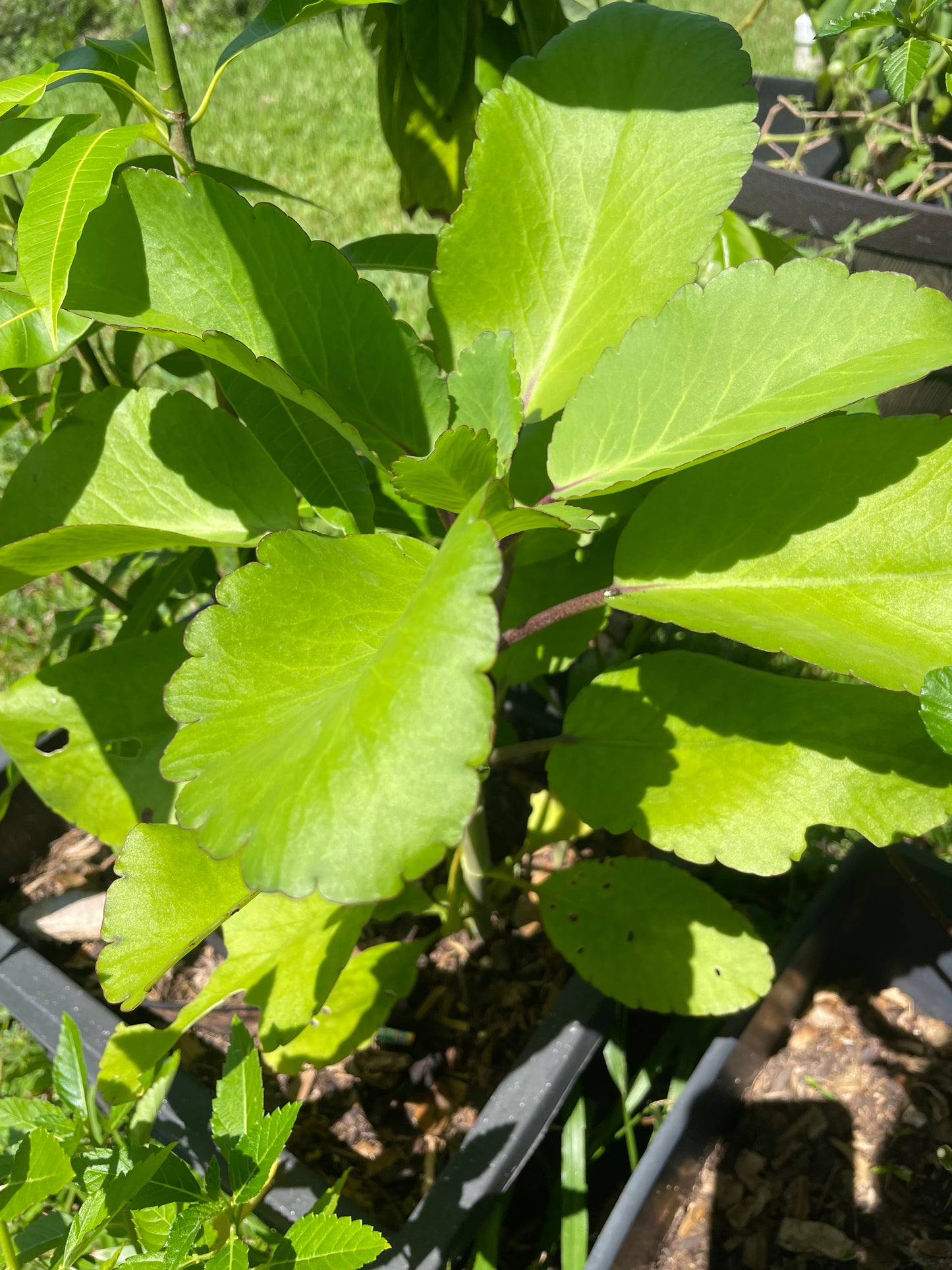 Texas Home Grown Leaf of Life Plant