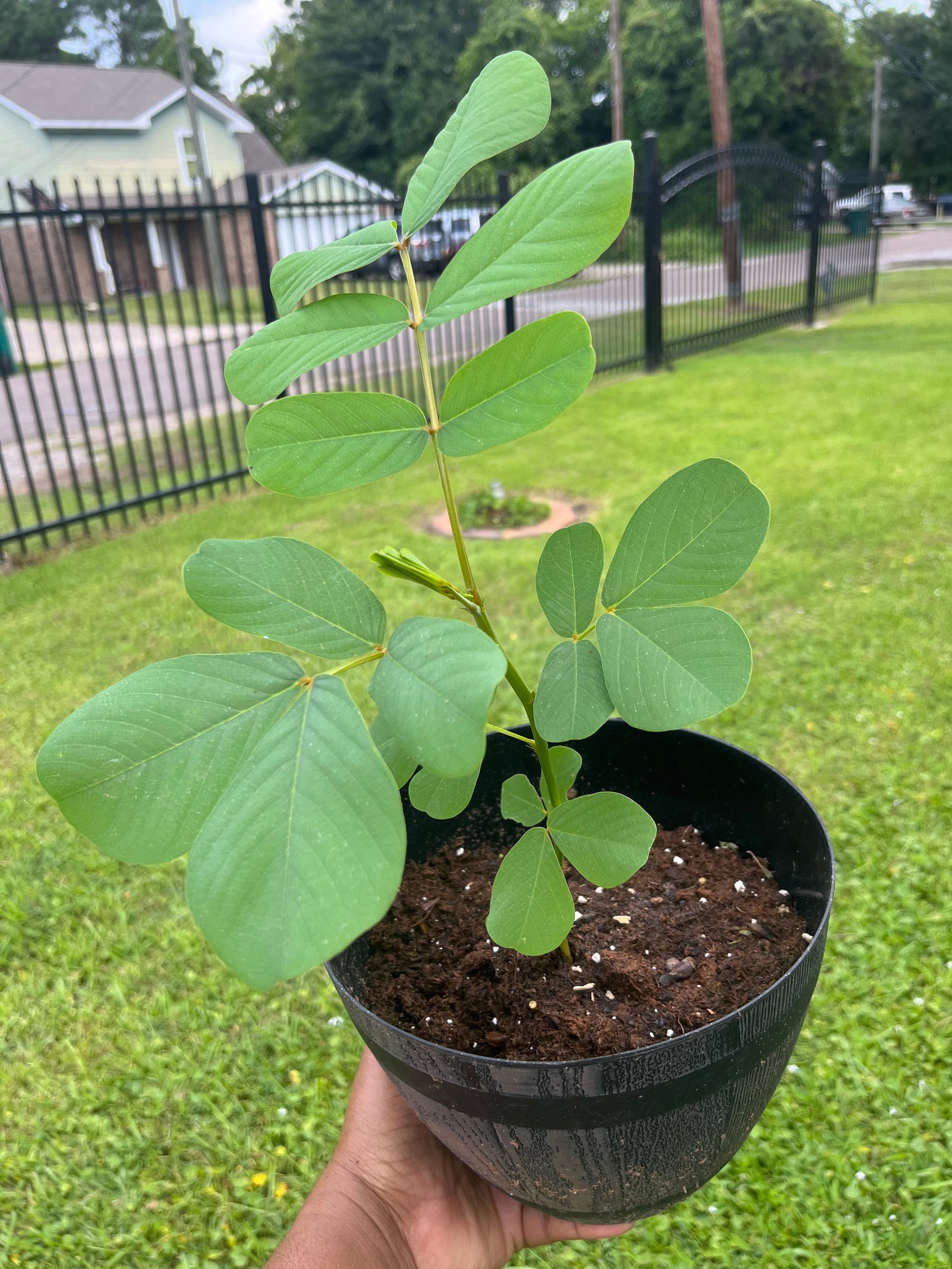 King of the Forest Cassia Alata Plant