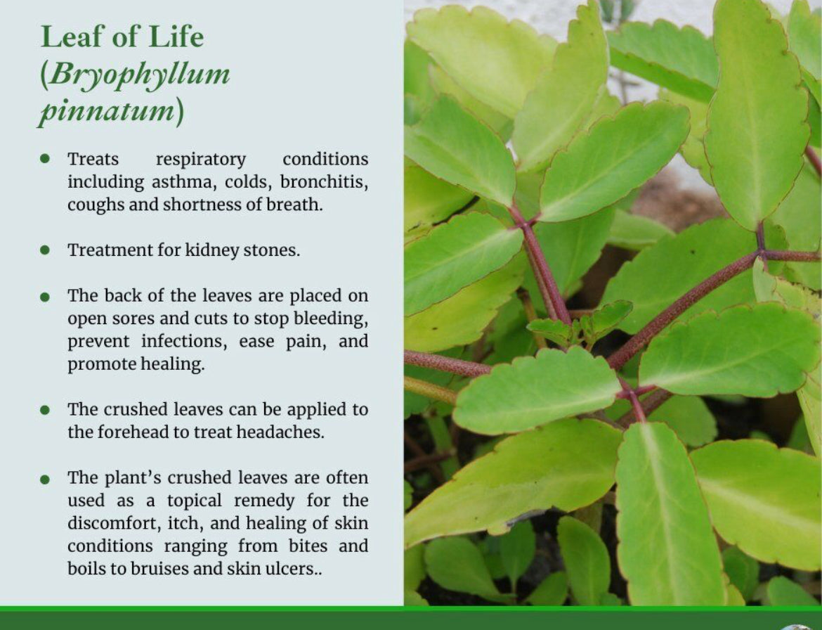 Leaf of Life Herb