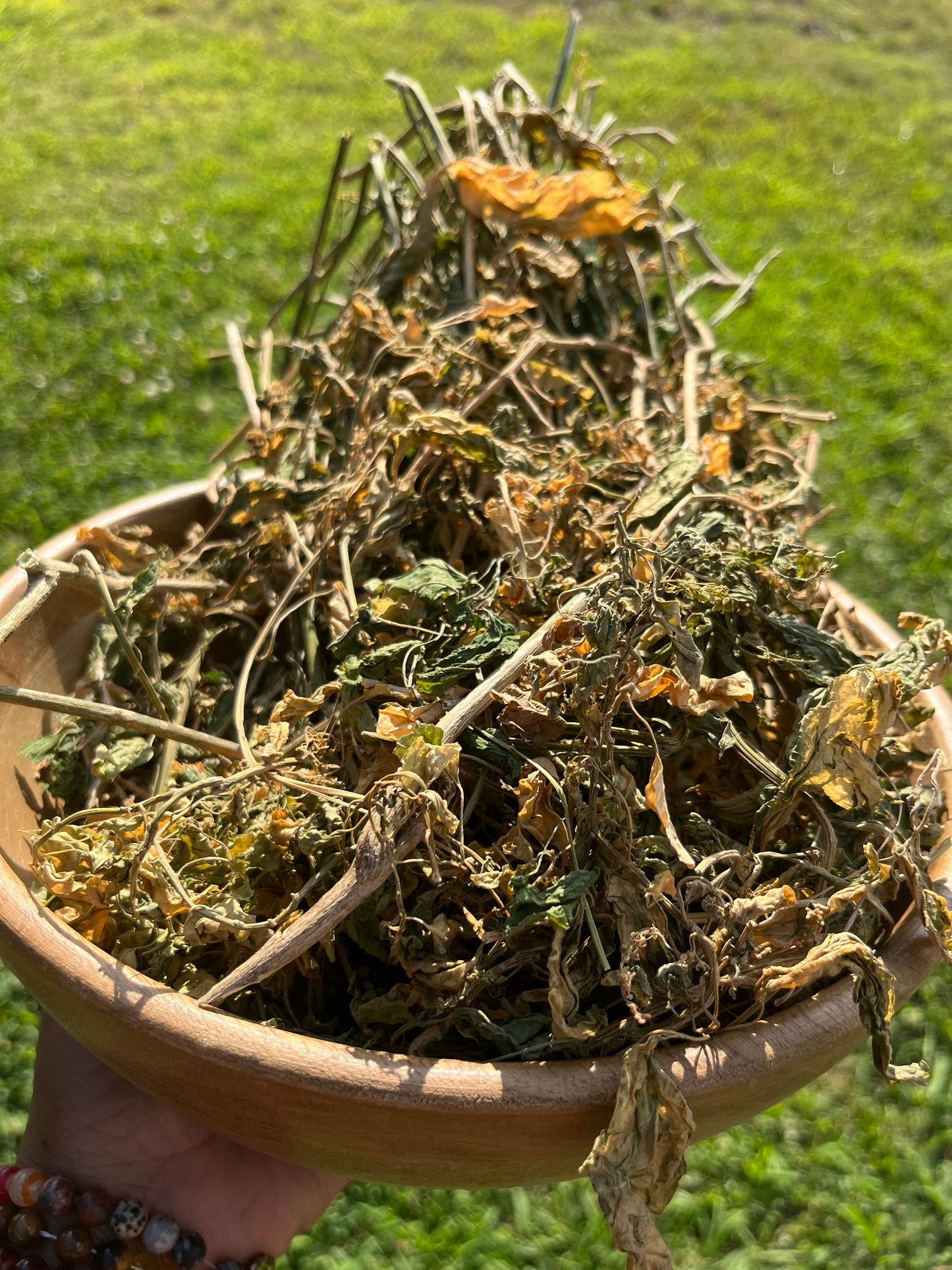 JAMAICAN DOG BLOOD Rivina Humilis FERTILITY HERB