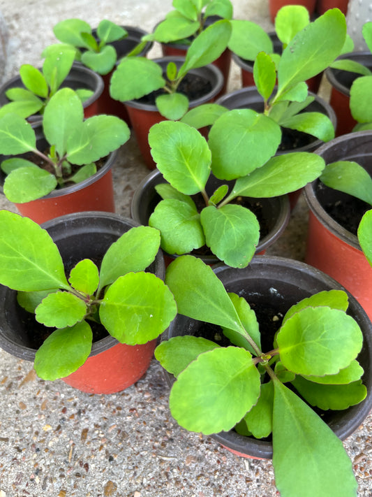Leaf of Life Starter Plants