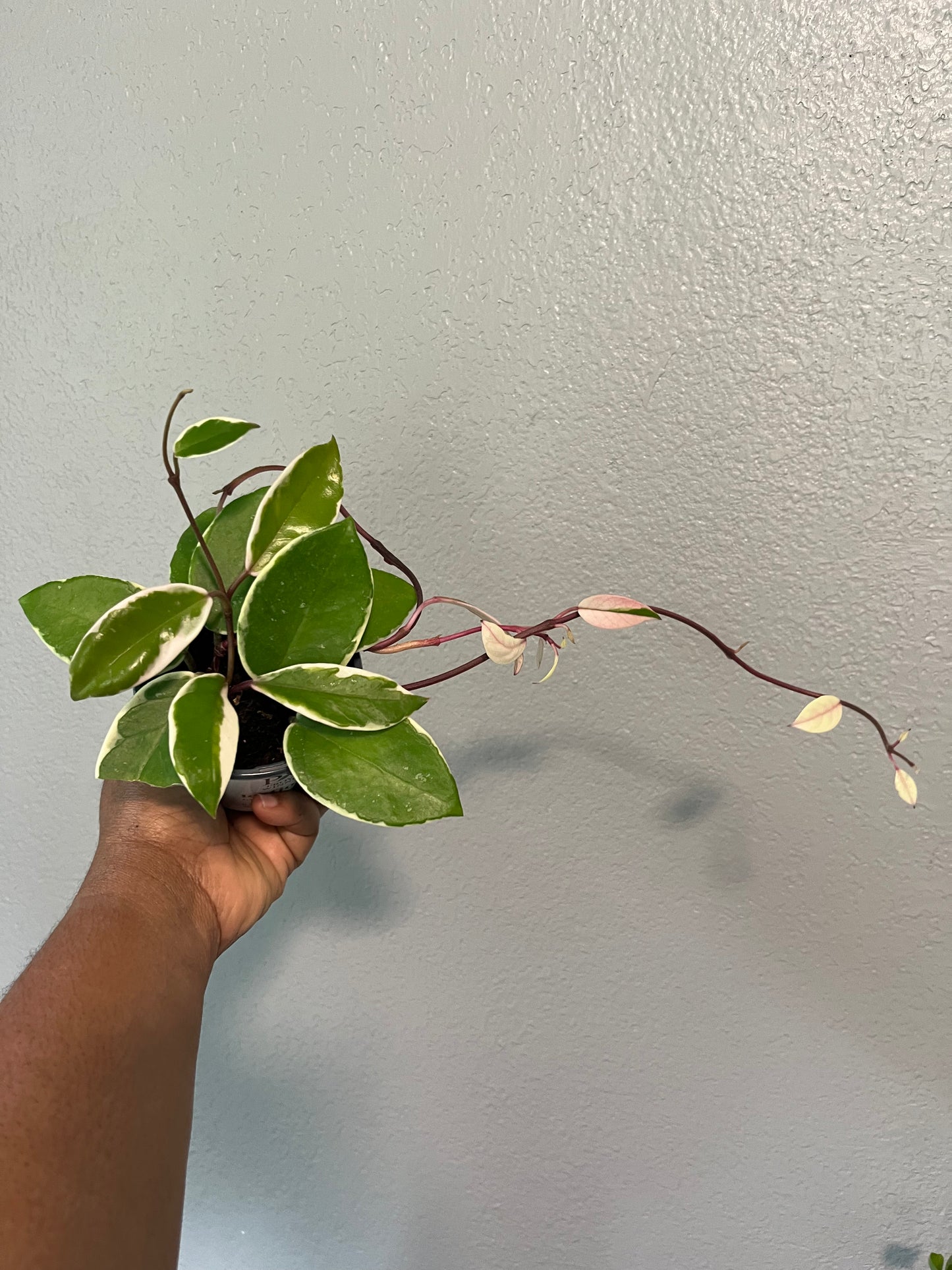 Tri color Hoya Carnosa Krimson Queen 4" pot