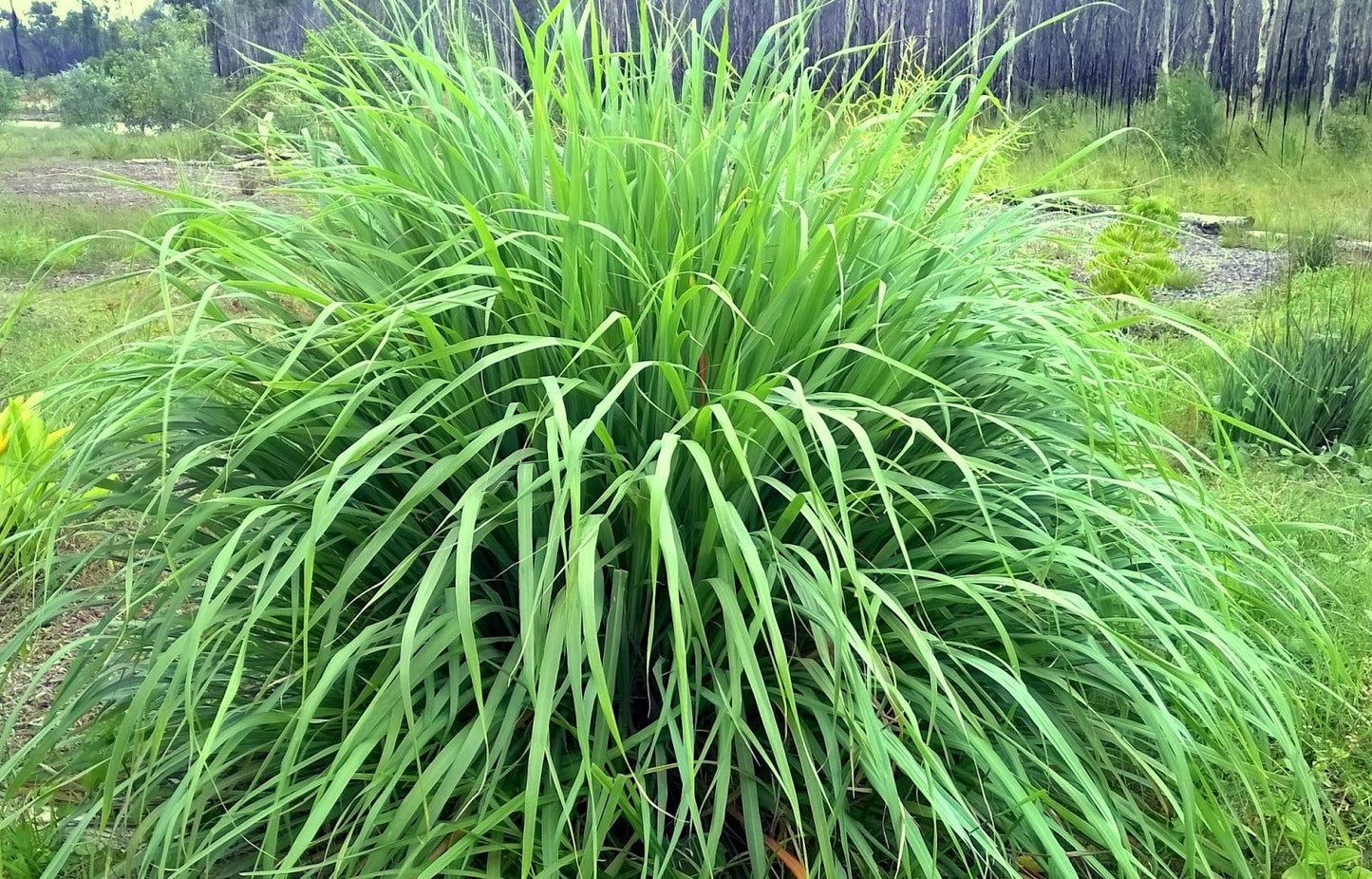 USDA Organic Lemongrass | Fevergrass