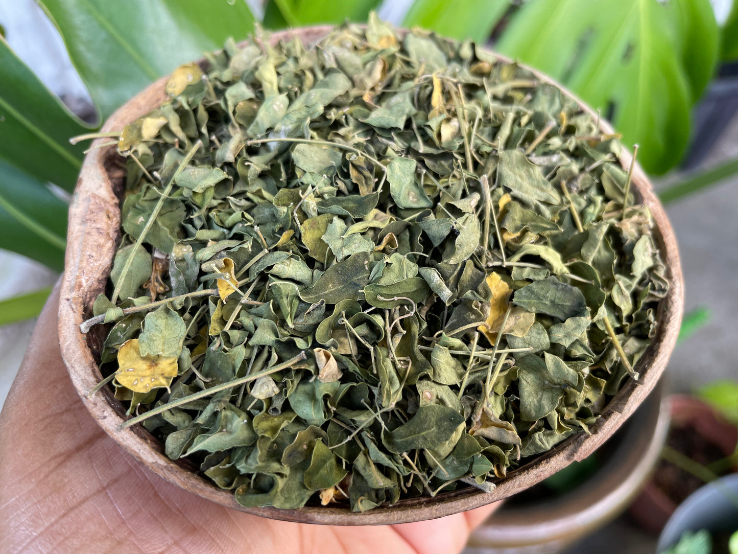 Jamaica Grown MORINGA LEAVES (Oleifera leaves )