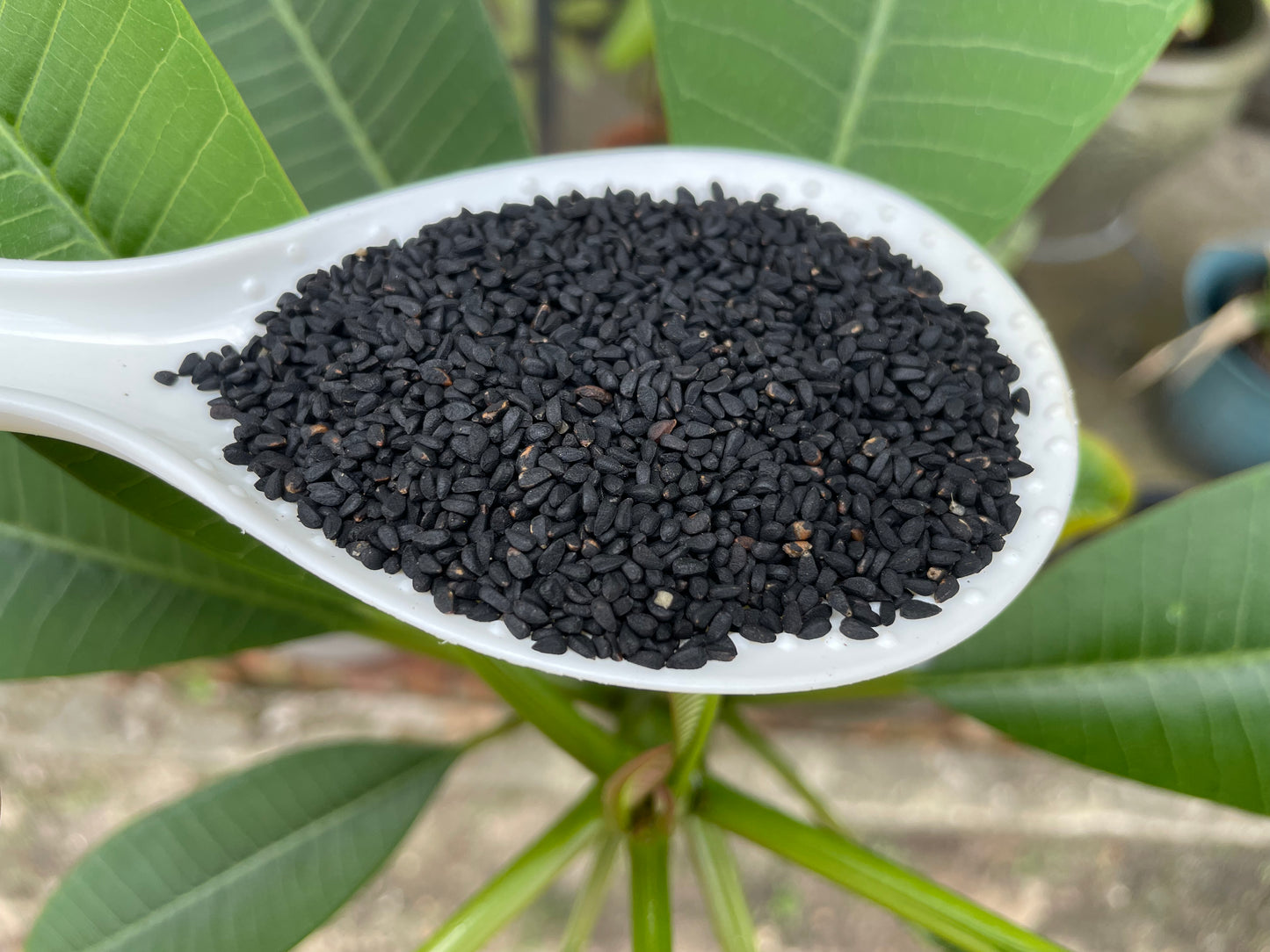 Organic Black seeds capsules 80