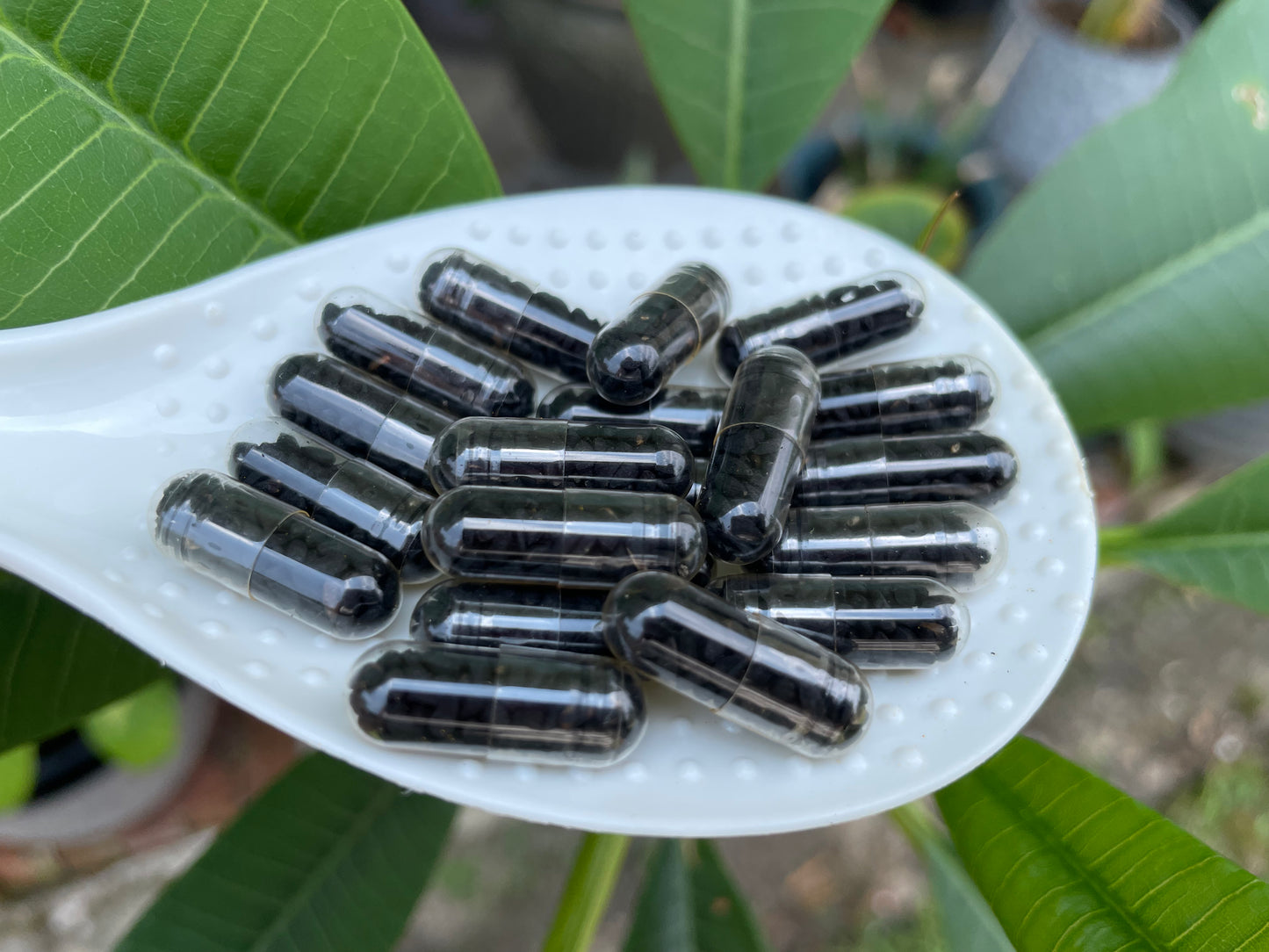 Organic Black seeds capsules 80