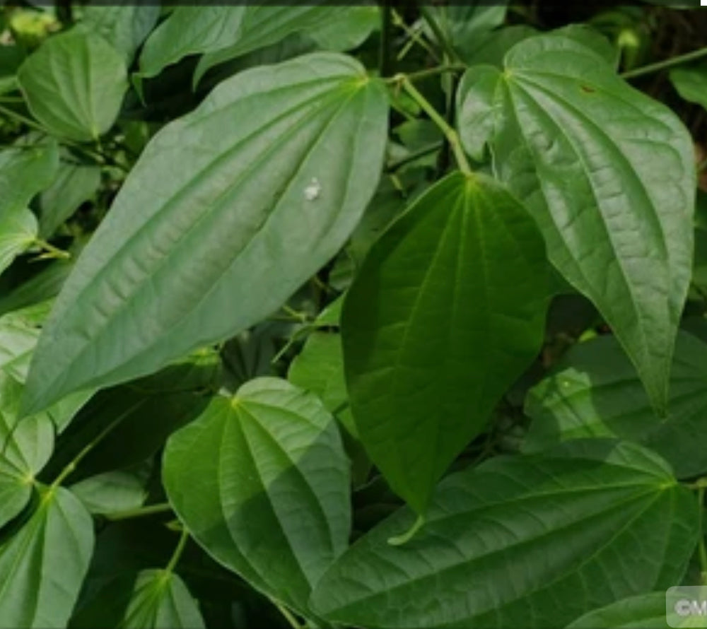 PEPPER ELDER (Wildcrafted)