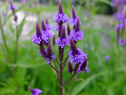 BLUE VERVAIN TINCTURE