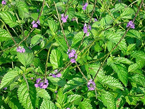 JAMAICAN Blue Vervain