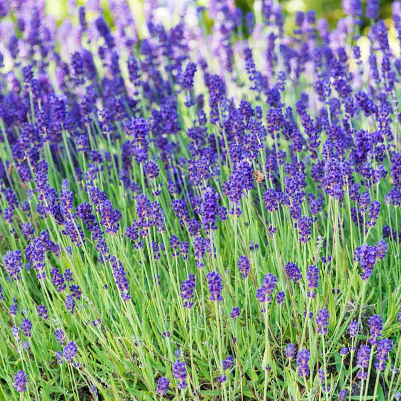 Lavender body scrub 8 oz