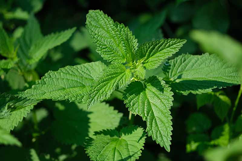 USDA Organic Nettle Leaf