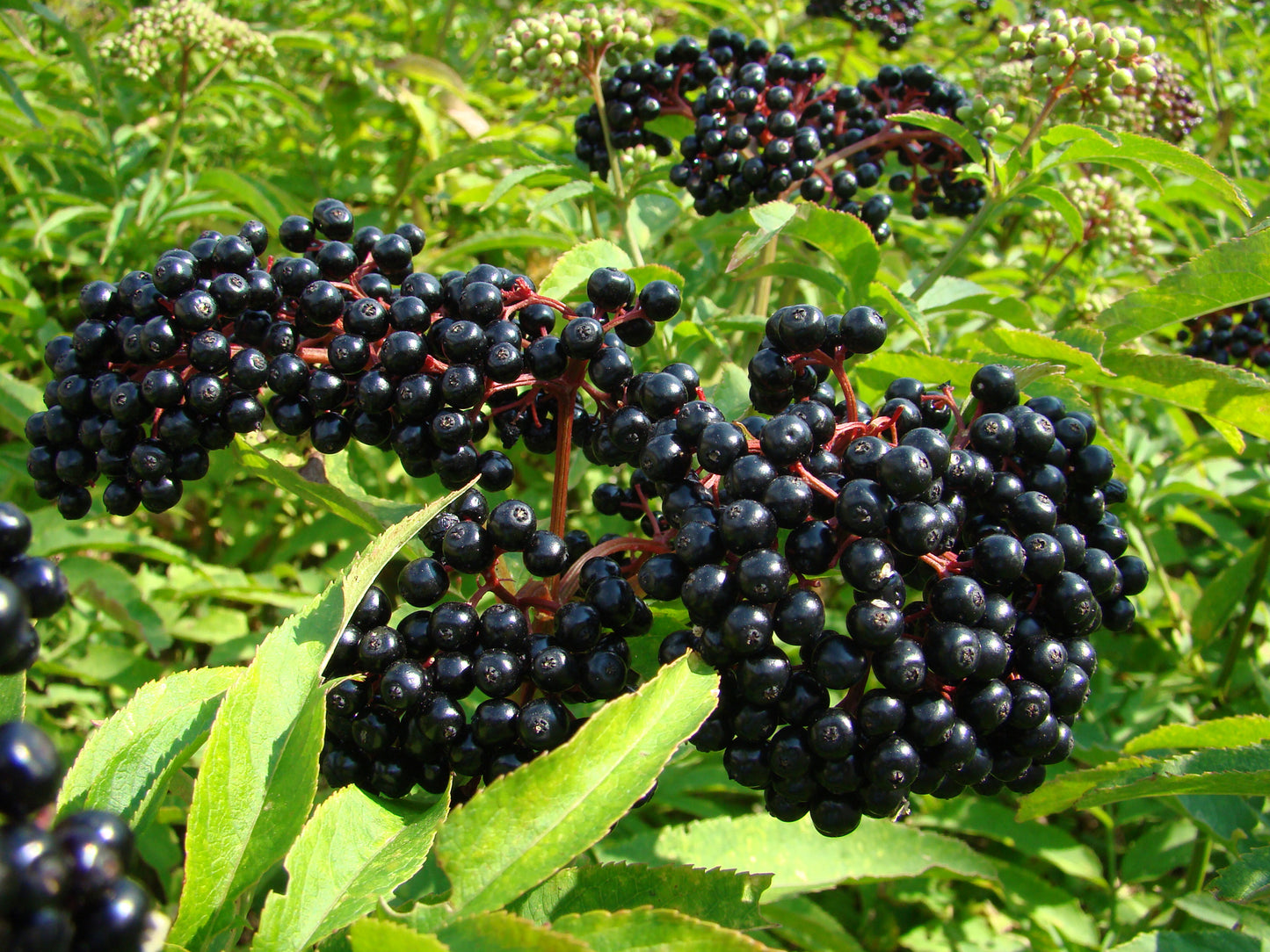 USDA Organic Elderberry