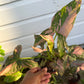 Syngonium pink splash 4” pot