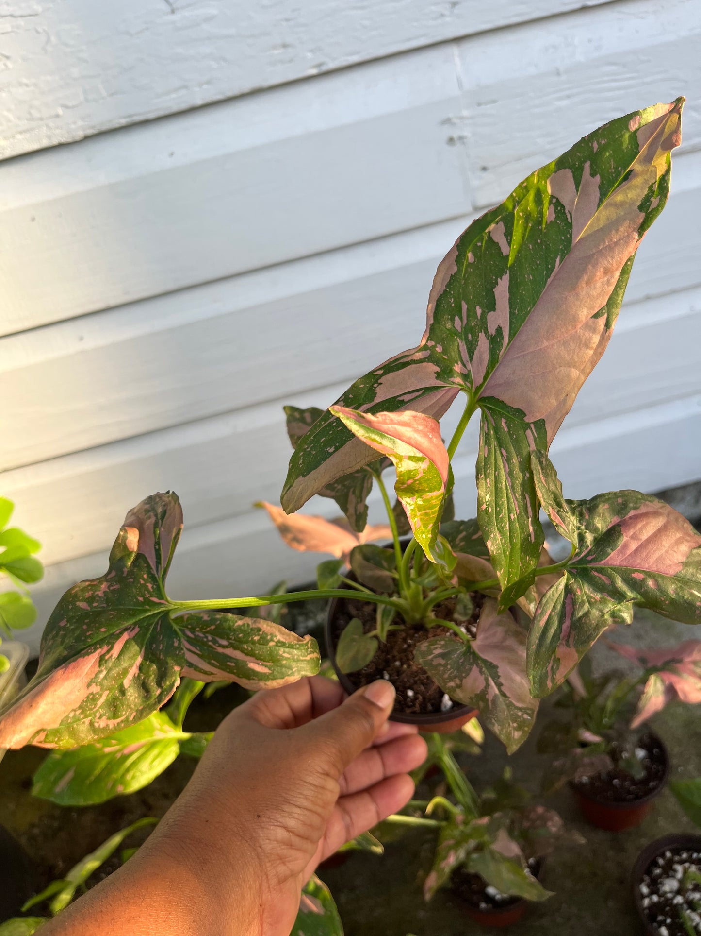 Syngonium pink splash 4” pot