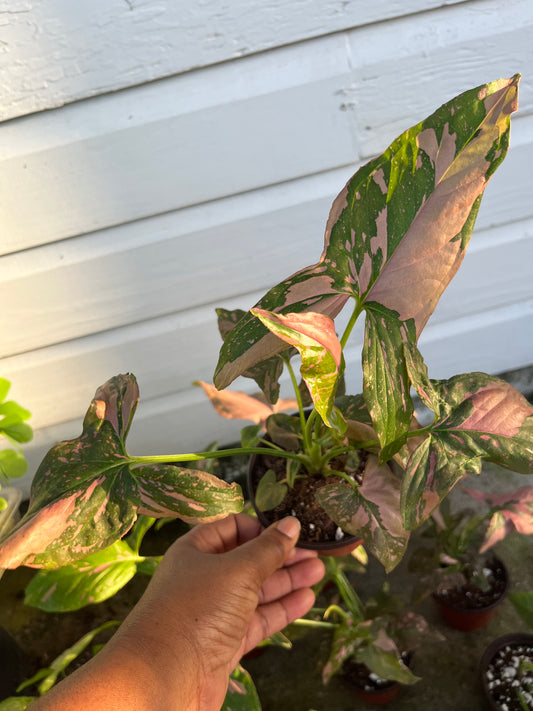 Syngonium pink splash 4” pot