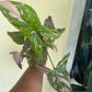 Syngonium pink splash 4” pot