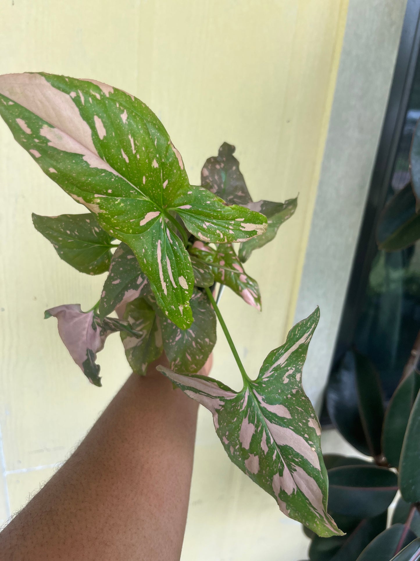 Syngonium pink splash 4” pot
