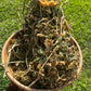JAMAICAN DOG BLOOD Rivina Humilis  FERTILITY HERB