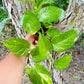 Golden Pothos trailing 4" pot