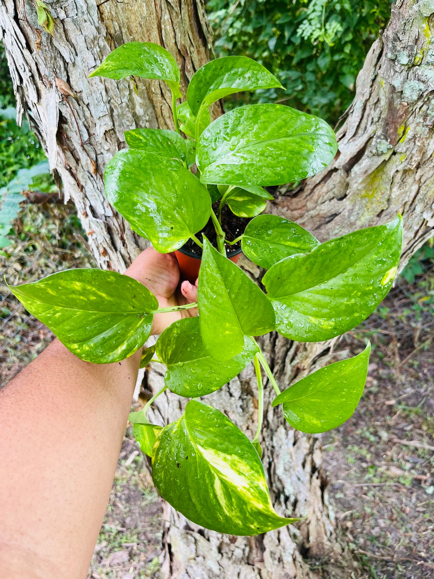 Golden Pothos trailing 4" pot