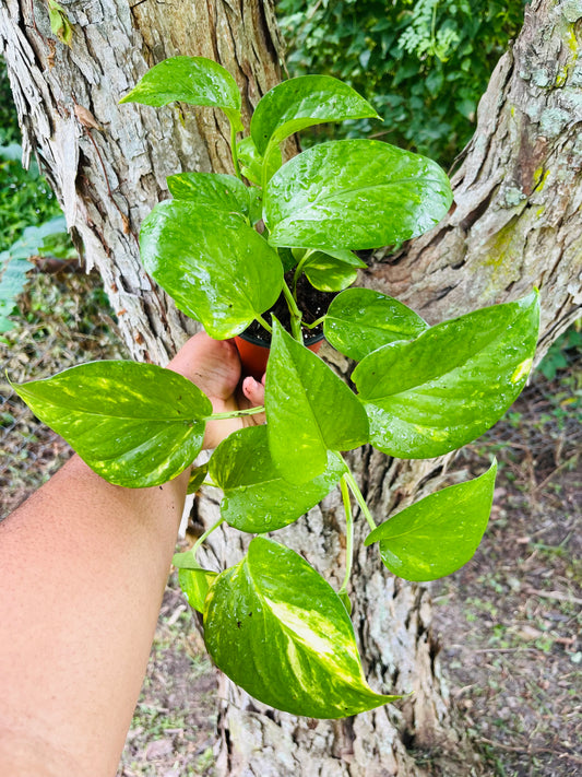 Golden Pothos trailing 4" pot