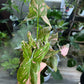Syngonium pink splash 4” pot
