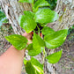 Golden Pothos trailing 4" pot