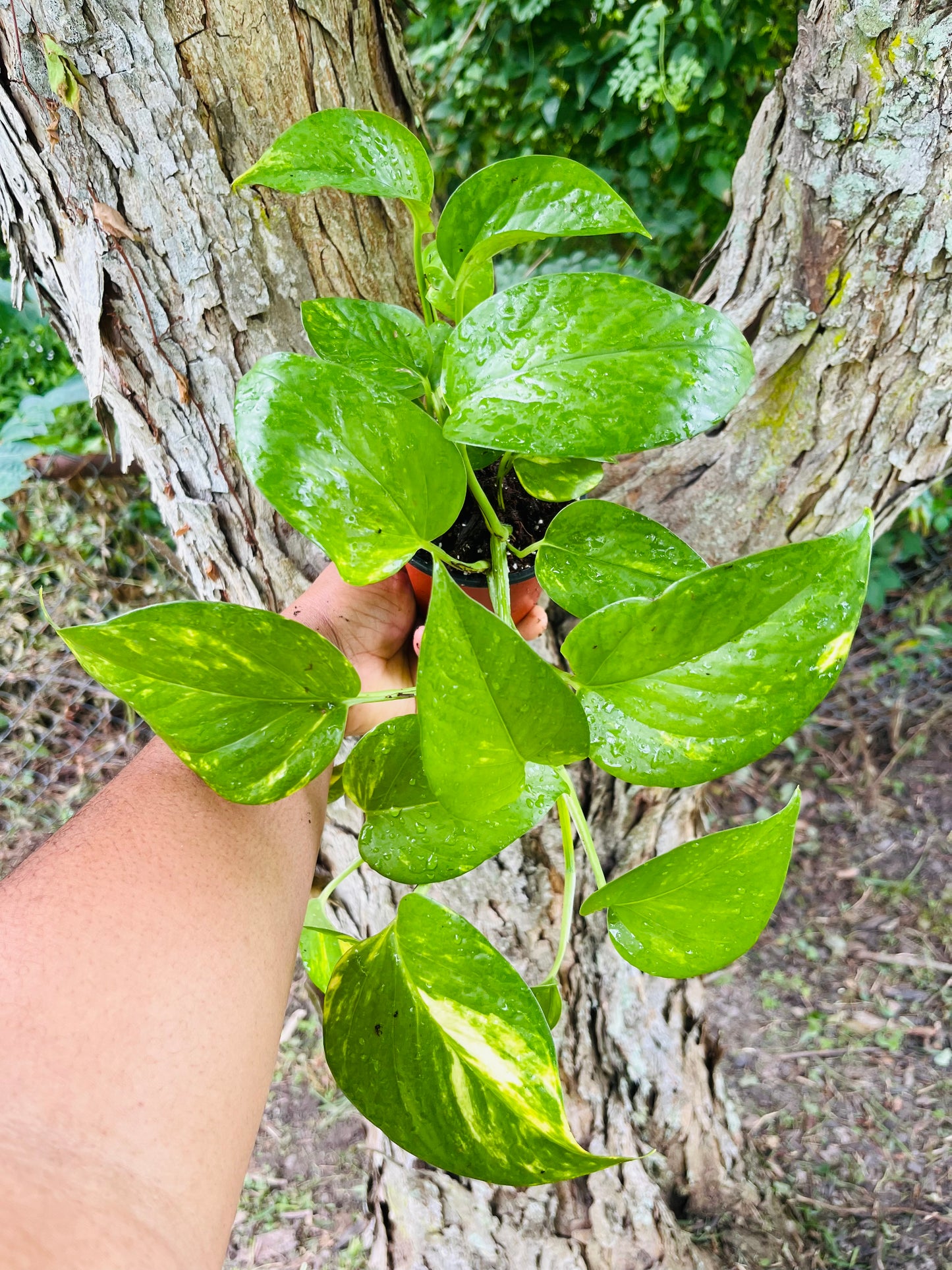 Golden Pothos trailing 4" pot