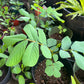 King of the Forest Cassia Alata Plant