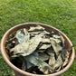 JAMAICA SOURSOP LEAVES (Organic)