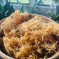 Sea Moss - St Lucia Gold (Wildcrafted)
