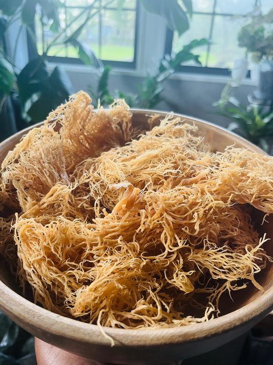 Sea Moss - St Lucia Gold (Wildcrafted)