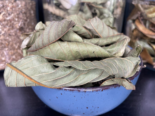 GUAVA LEAVES (Jamaica Home Grown)