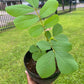 King of the Forest Cassia Alata Plant