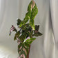 Syngonium pink splash 4” pot