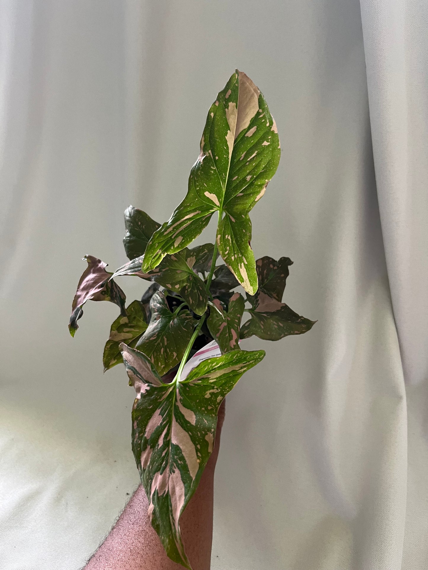 Syngonium pink splash 4” pot