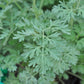 USDA Organic Wormwood