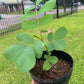 King of the Forest Cassia Alata Plant