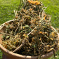 JAMAICAN DOG BLOOD Rivina Humilis  FERTILITY HERB