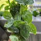 Scindapsus Pictus Exotica 4" pot