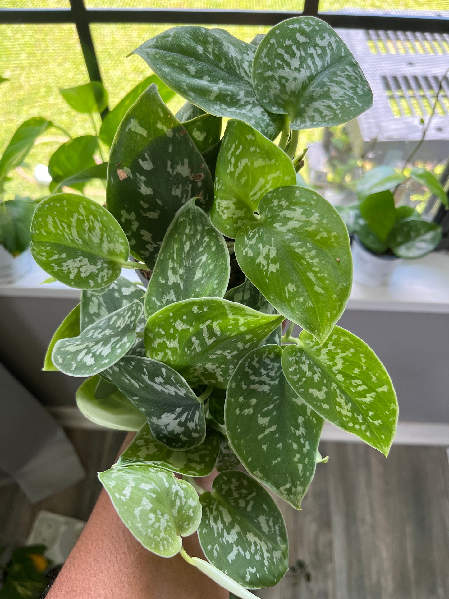 Scindapsus Pictus Exotica 4" pot