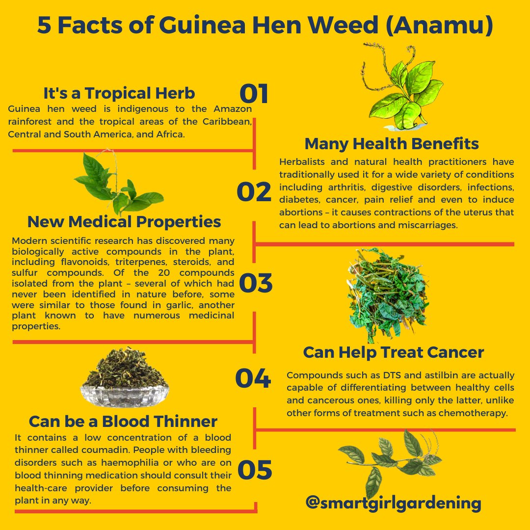 GUINEA HEN WEED (ANAMU) 2 oz