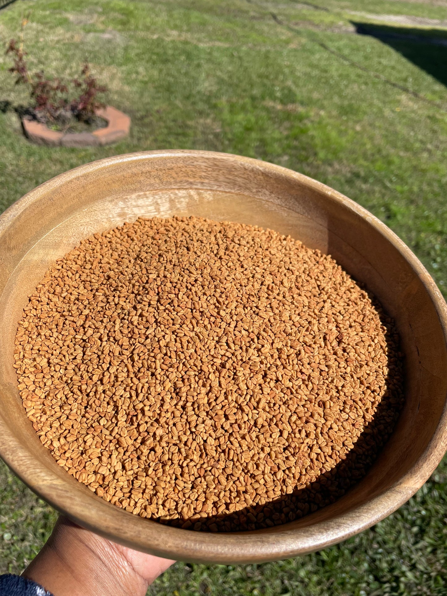 Organic Fenugreek Seeds