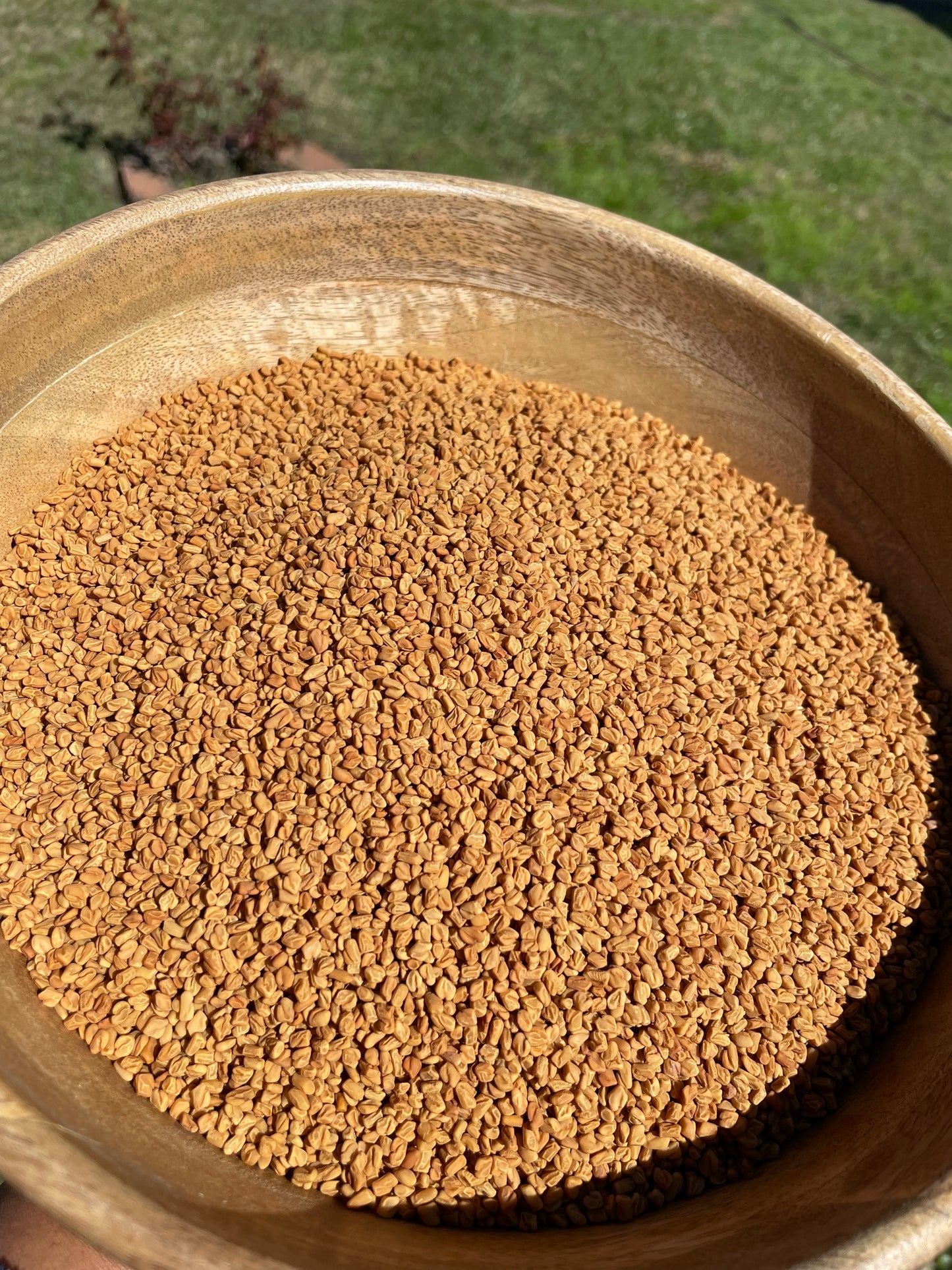 Organic Fenugreek Seeds